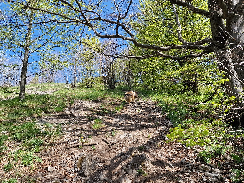 Slika je vidna v Google Chromu.