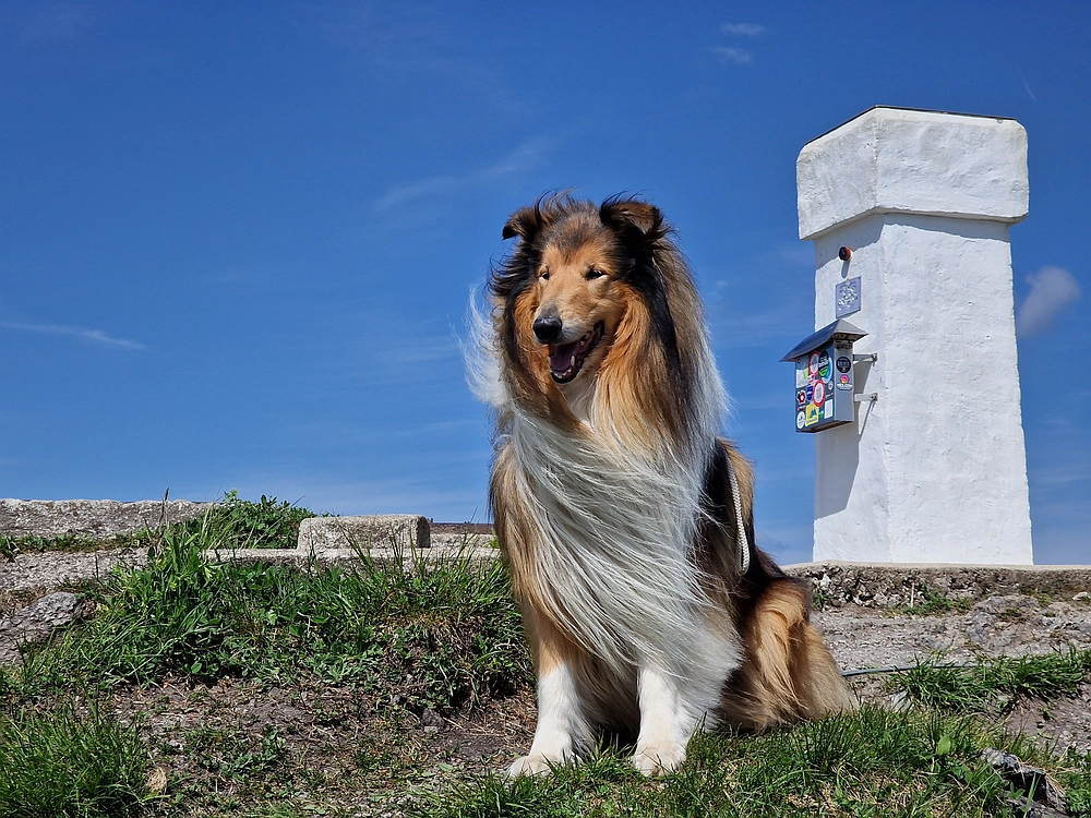 Slika je vidna v Google Chromu.