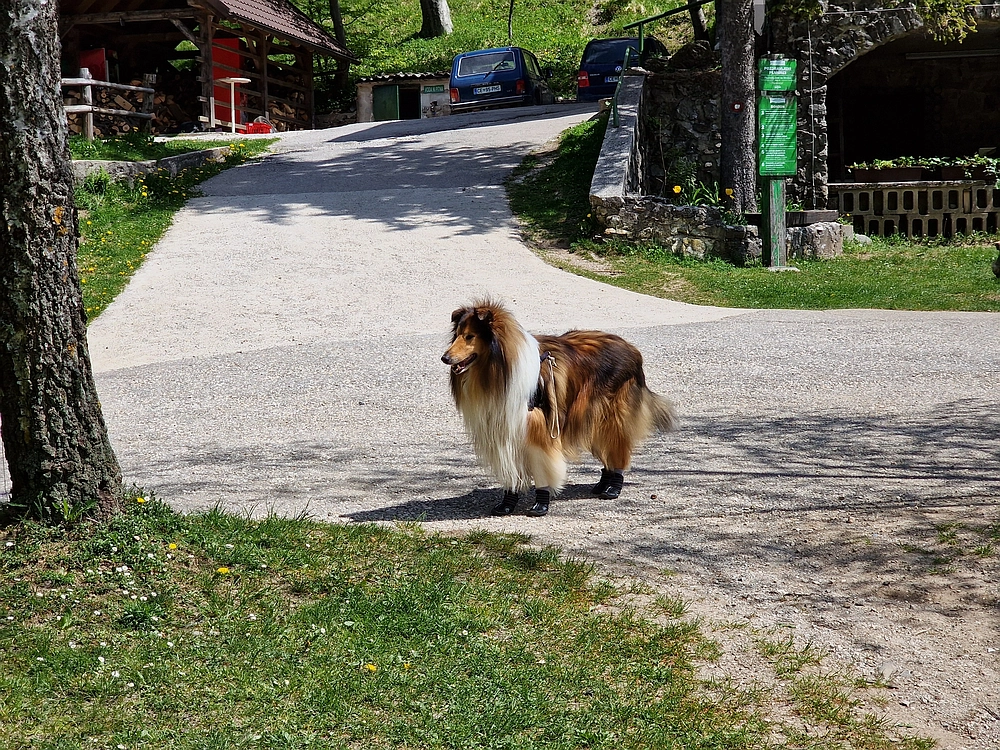 Slika je vidna v Google Chromu.