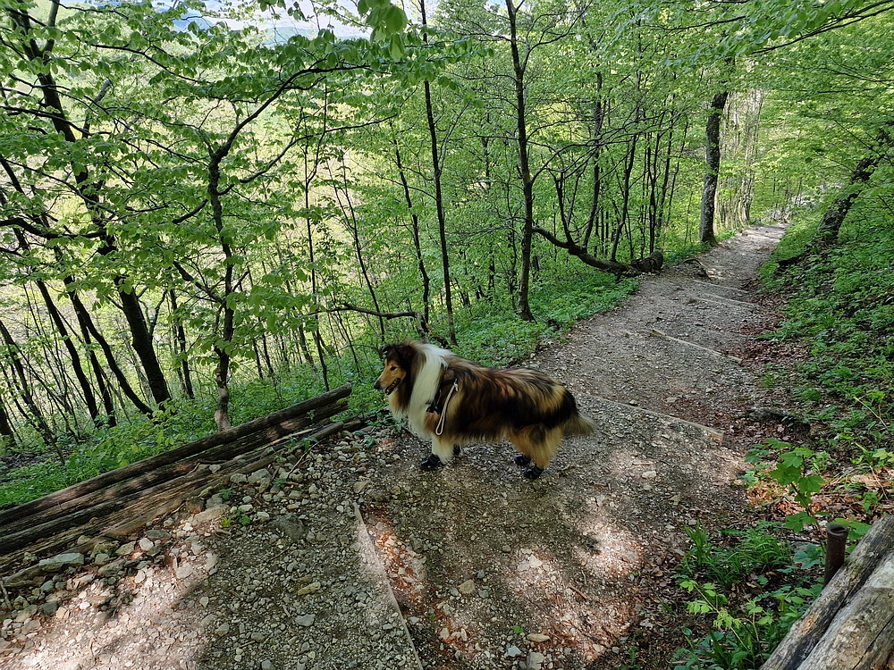 Slika je vidna v Google Chromu.