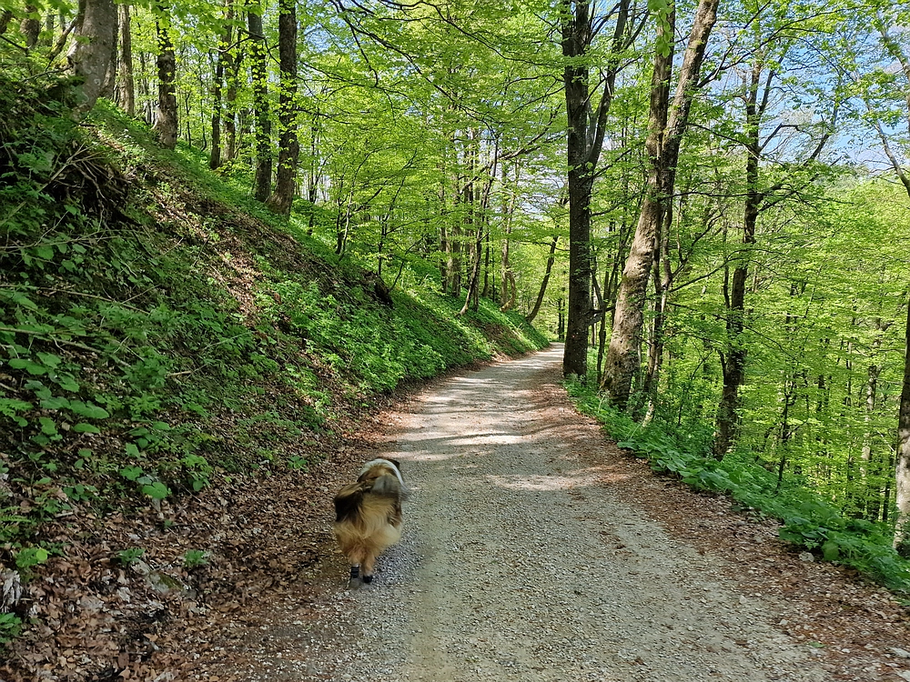 Slika je vidna v Google Chromu.