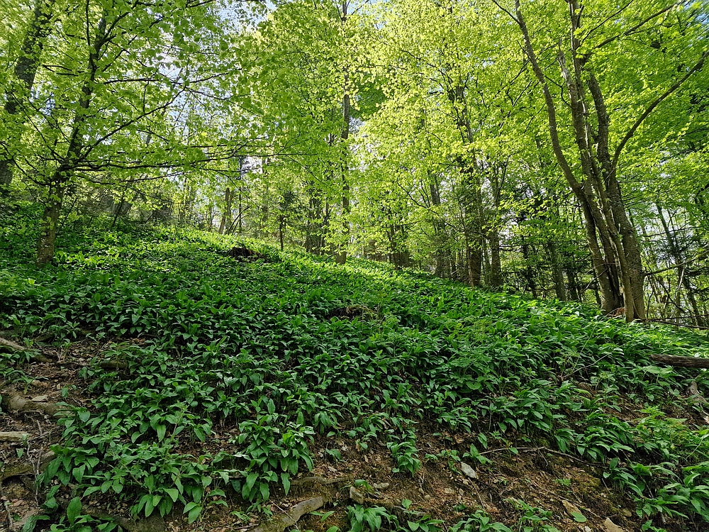 Slika je vidna v Google Chromu.