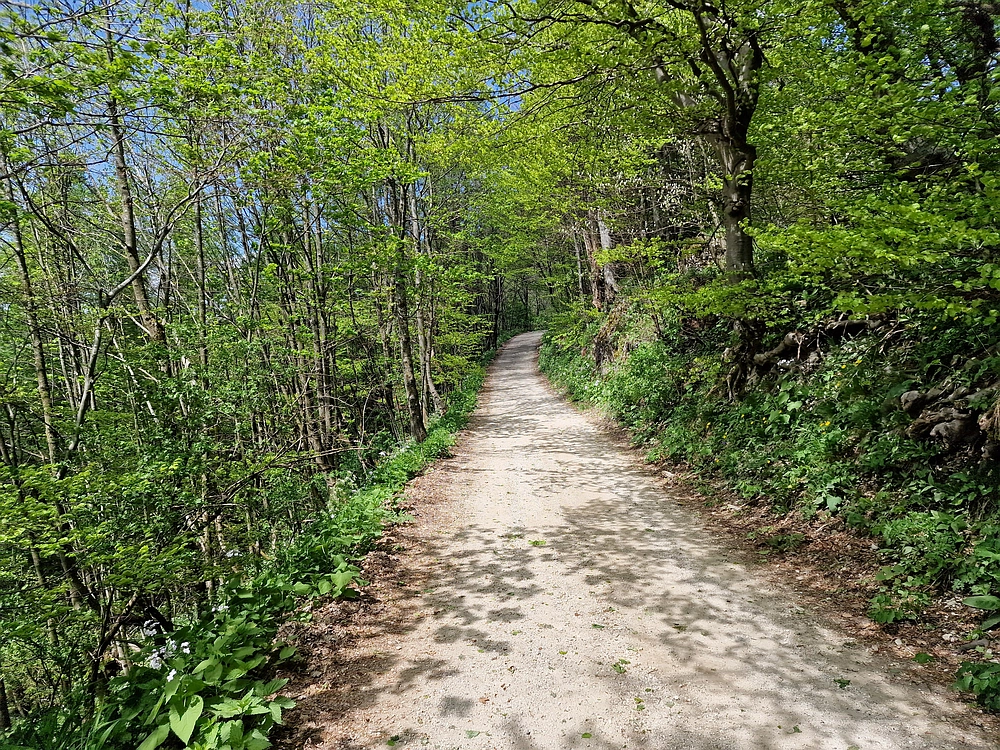 Slika je vidna v Google Chromu.