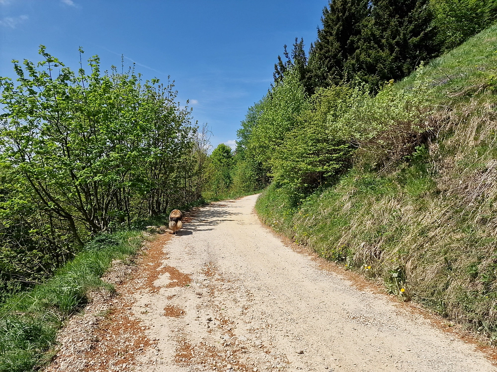 Slika je vidna v Google Chromu.