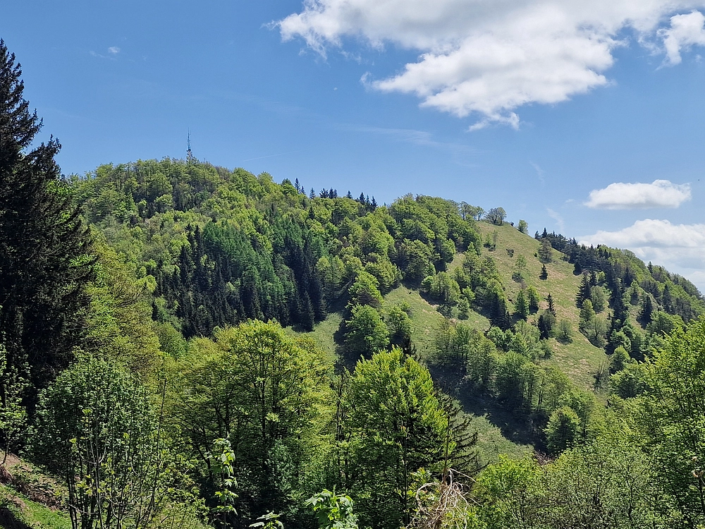 Slika je vidna v Google Chromu.