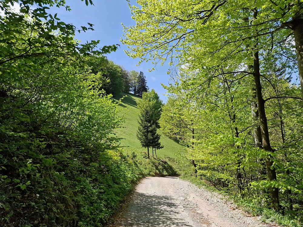 Slika je vidna v Google Chromu.