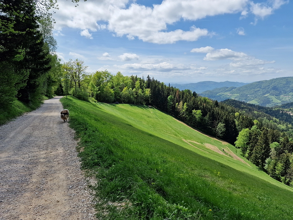 Slika je vidna v Google Chromu.
