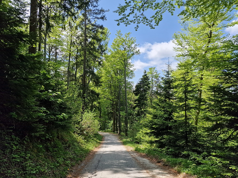 Slika je vidna v Google Chromu.