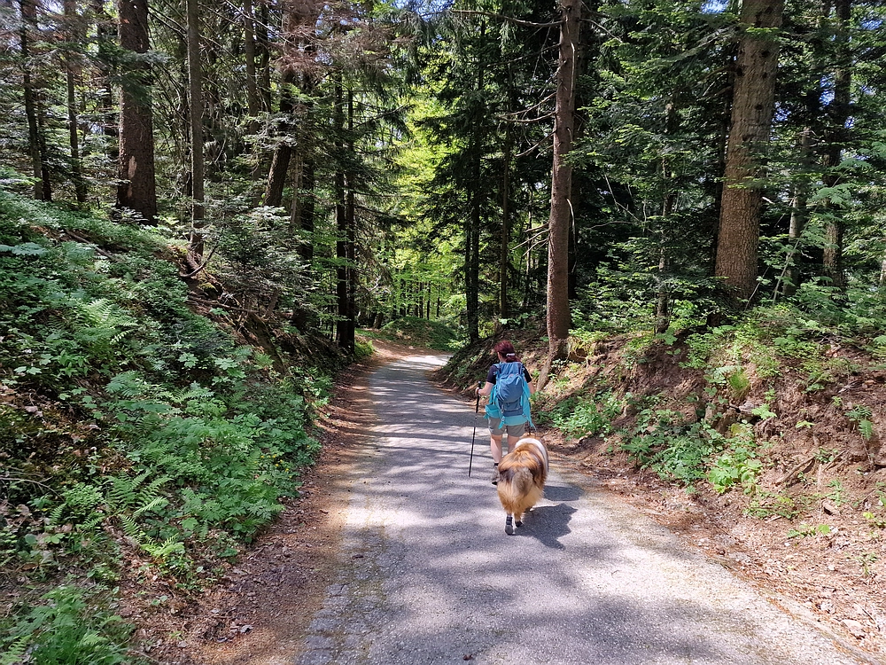 Slika je vidna v Google Chromu.