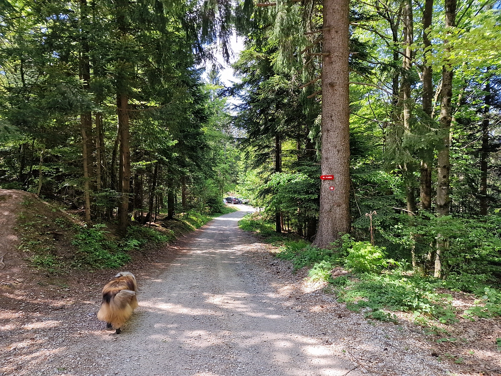 Slika je vidna v Google Chromu.