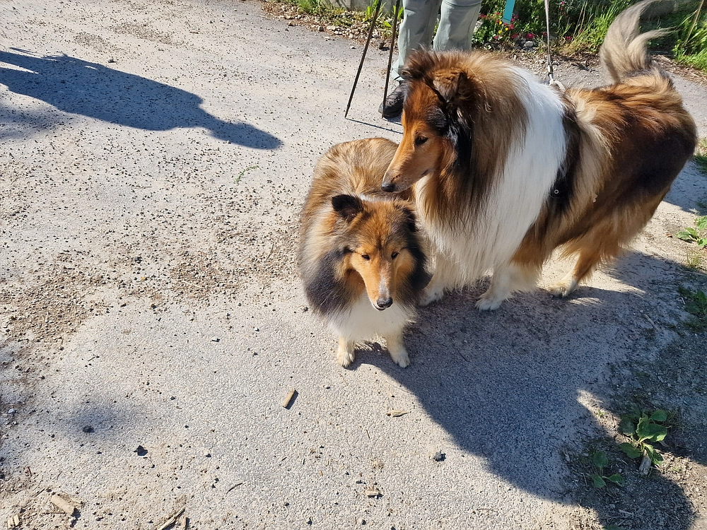 Slika je vidna v Google Chromu.