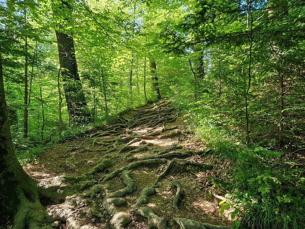 Slika je vidna v Google Chromu.