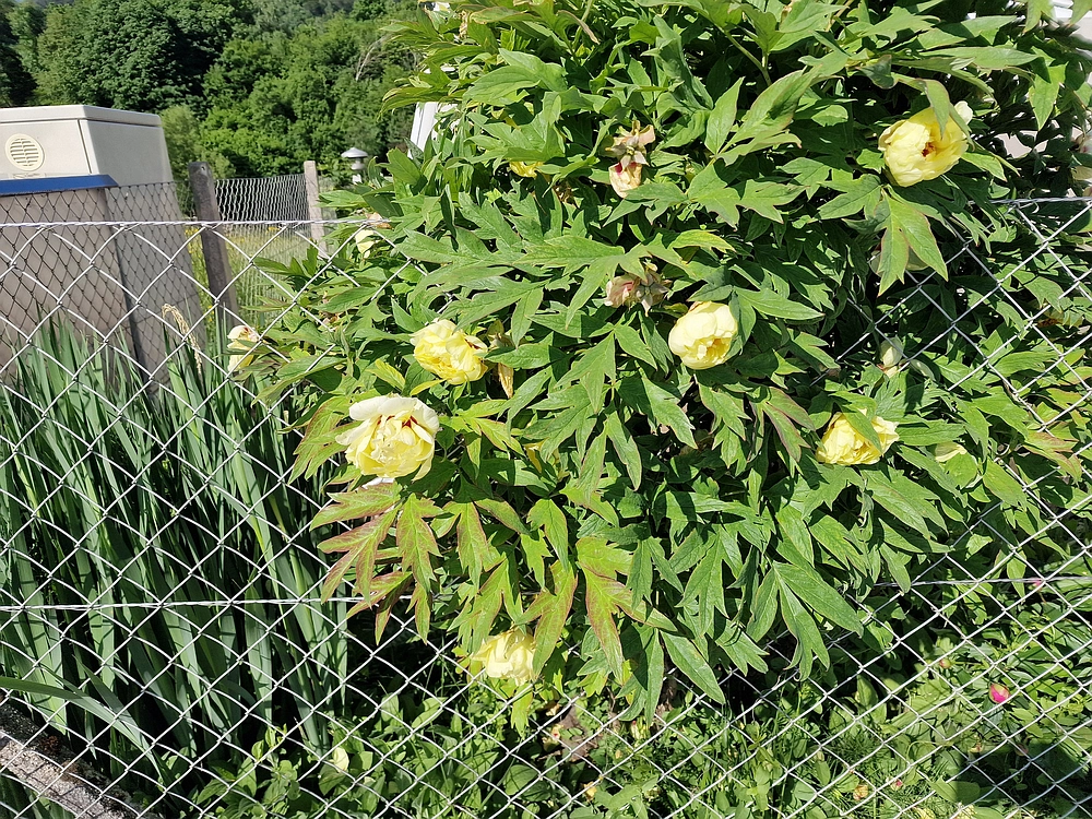 Slika je vidna v Google Chromu.