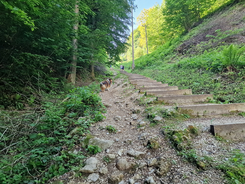 Slika je vidna v Google Chromu.