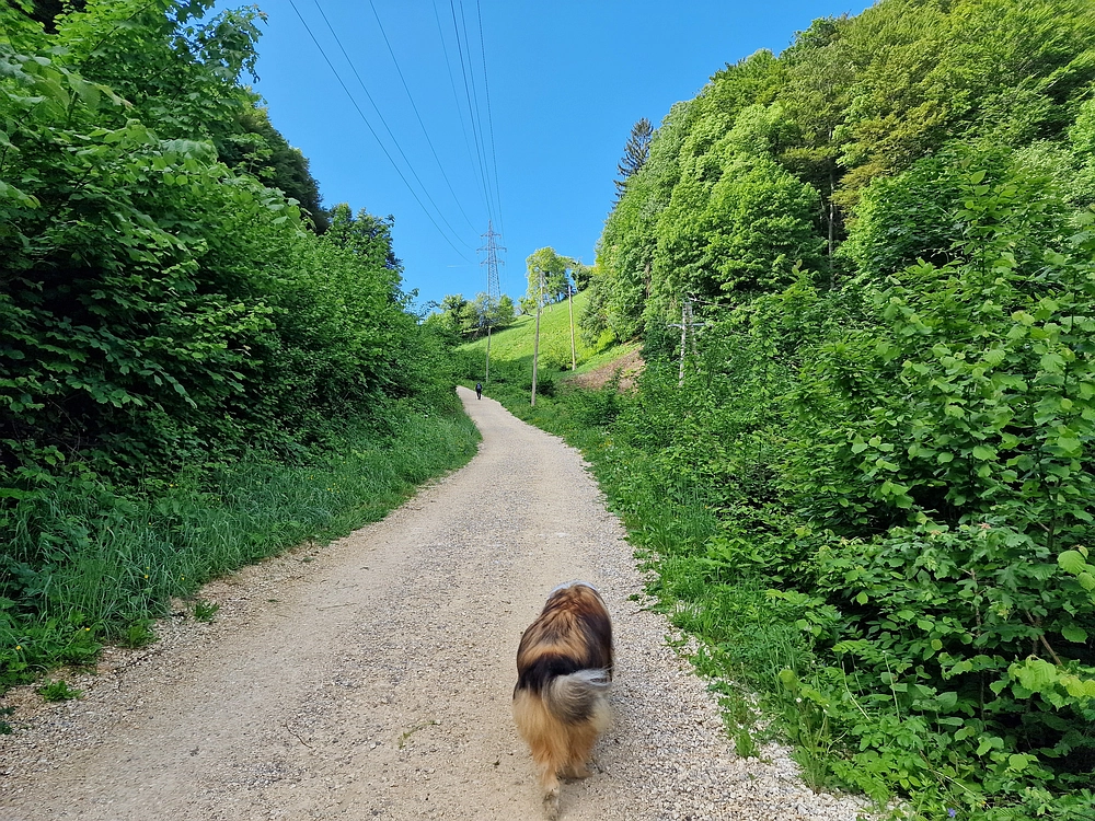 Slika je vidna v Google Chromu.