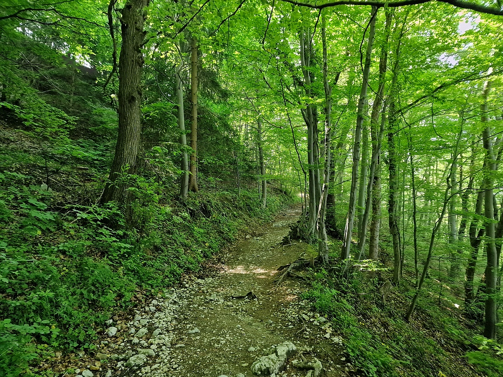 Slika je vidna v Google Chromu.