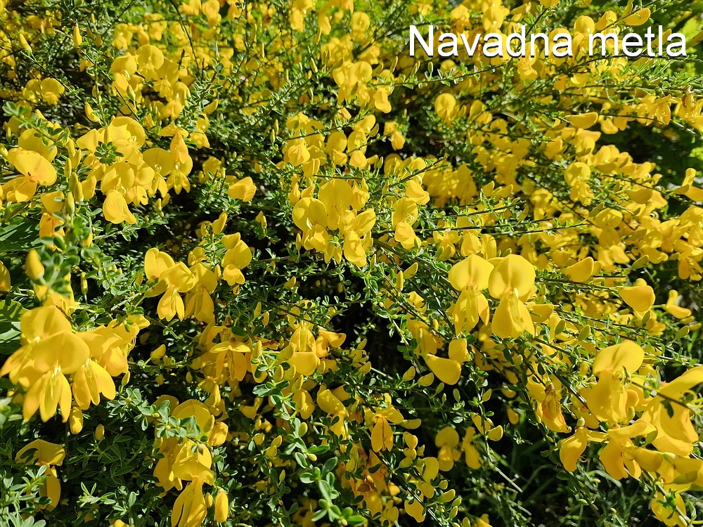 Slika je vidna v Google Chromu.