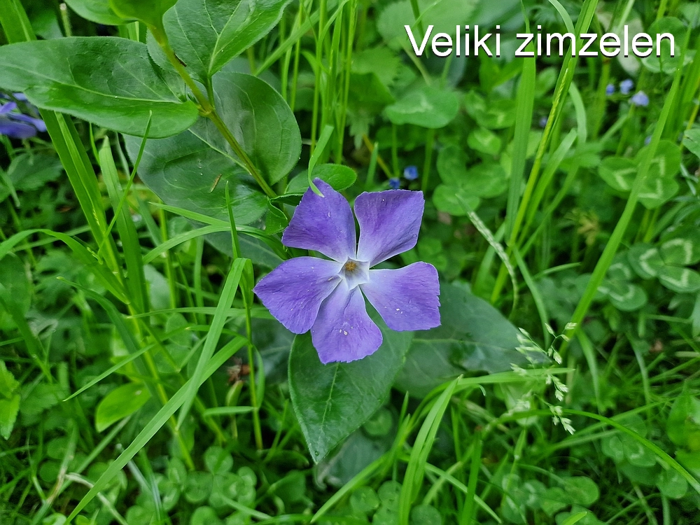 Slika je vidna v Google Chromu.