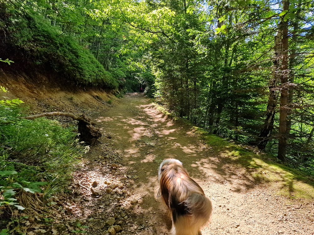 Slika je vidna v Google Chromu.