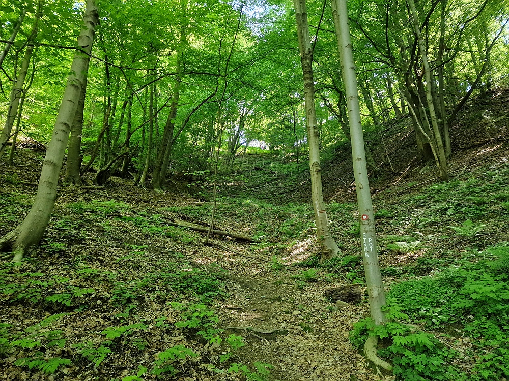 Slika je vidna v Google Chromu.
