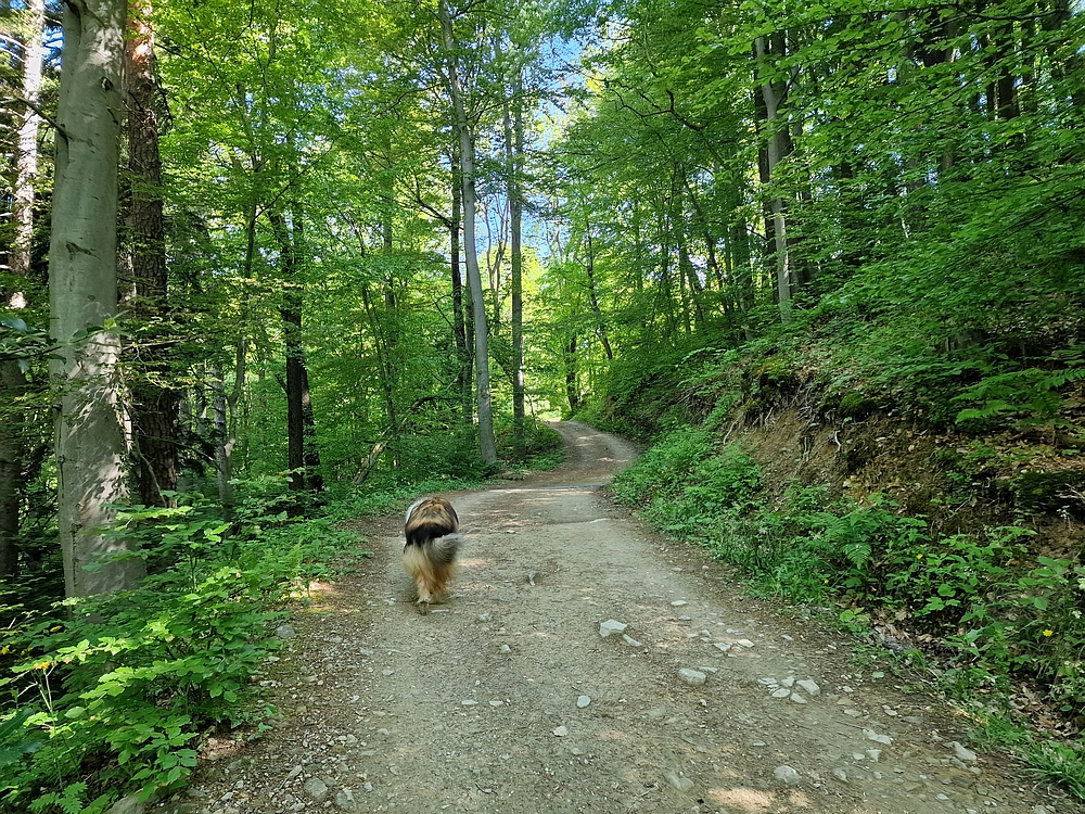 Slika je vidna v Google Chromu.