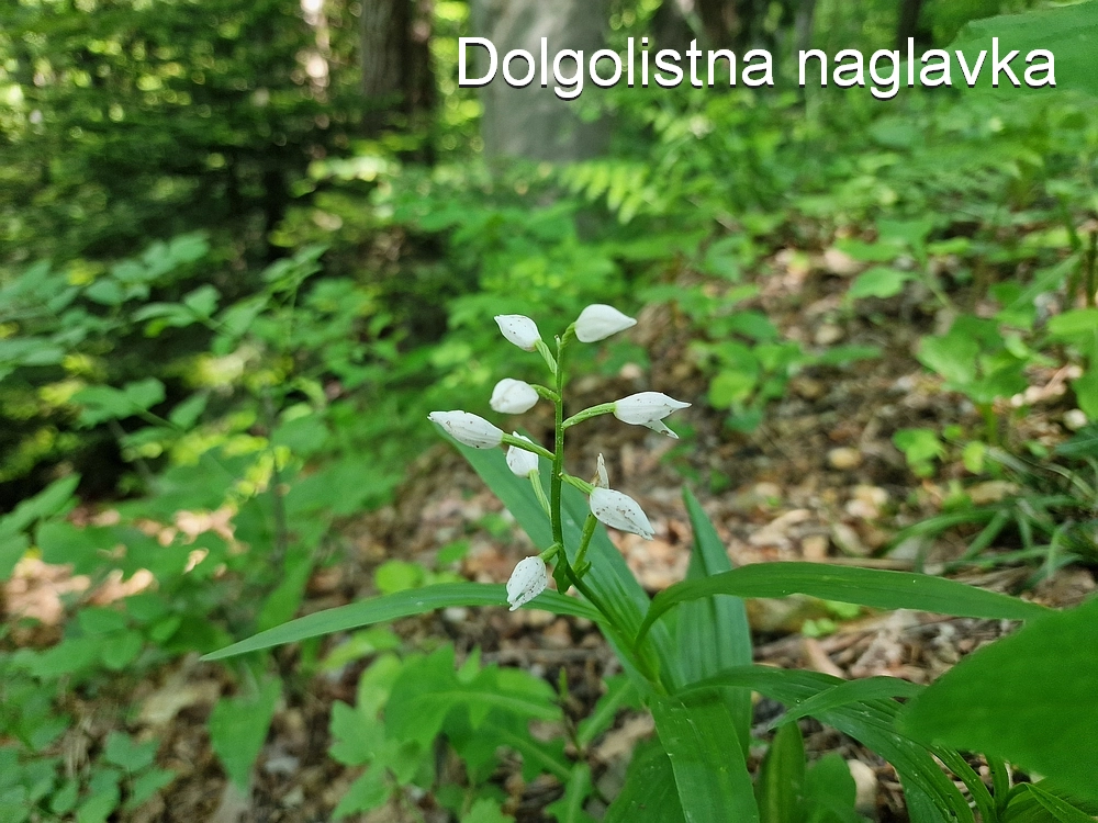 Slika je vidna v Google Chromu.