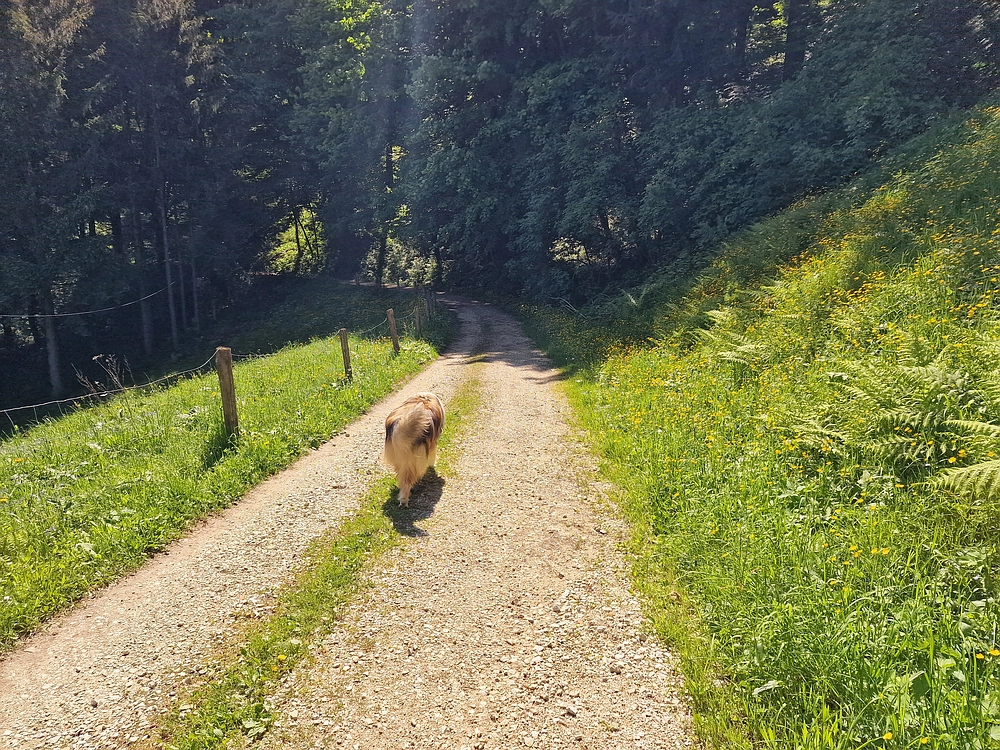 Slika je vidna v Google Chromu.