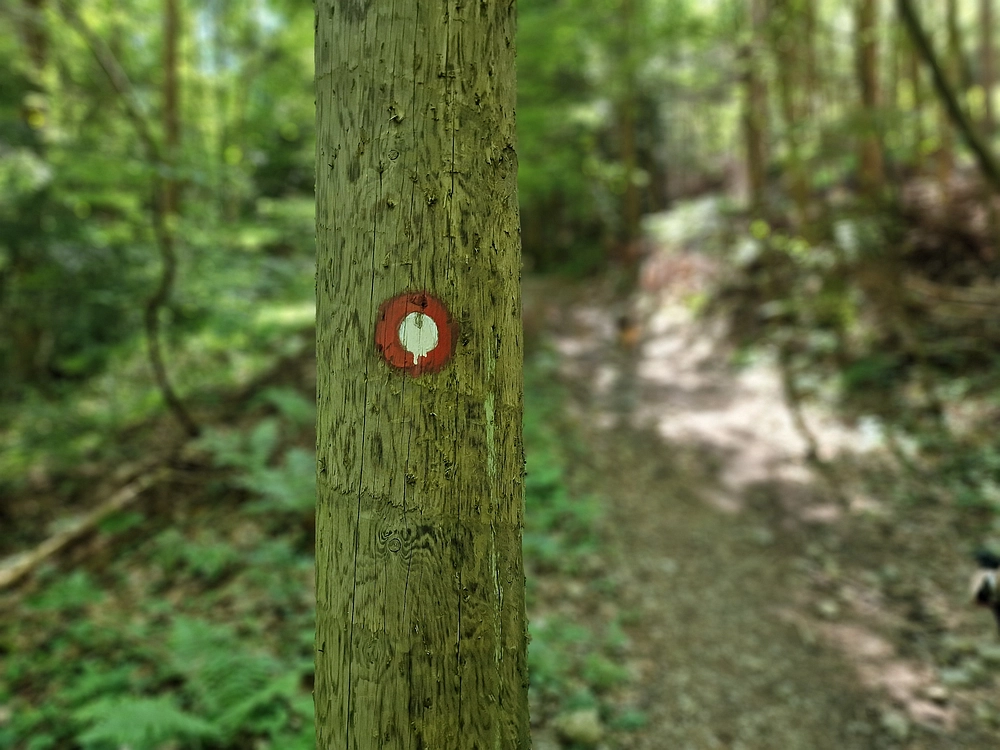 Slika je vidna v Google Chromu.