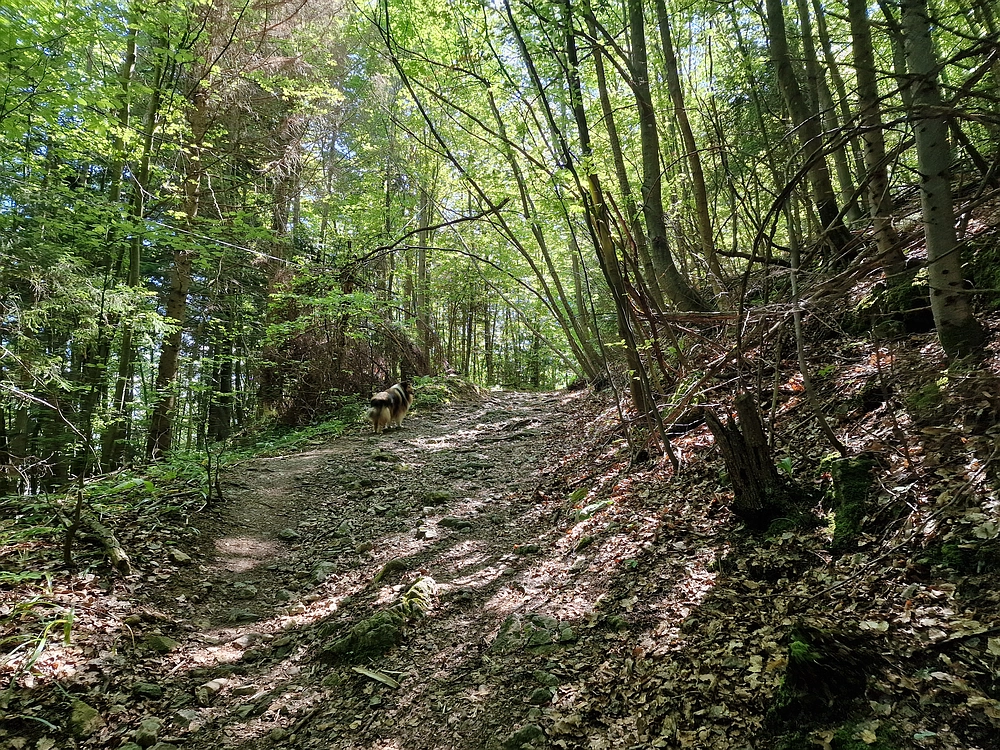 Slika je vidna v Google Chromu.