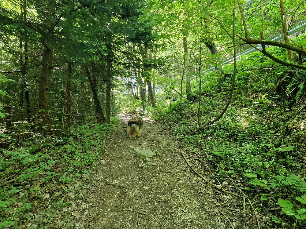 Slika je vidna v Google Chromu.