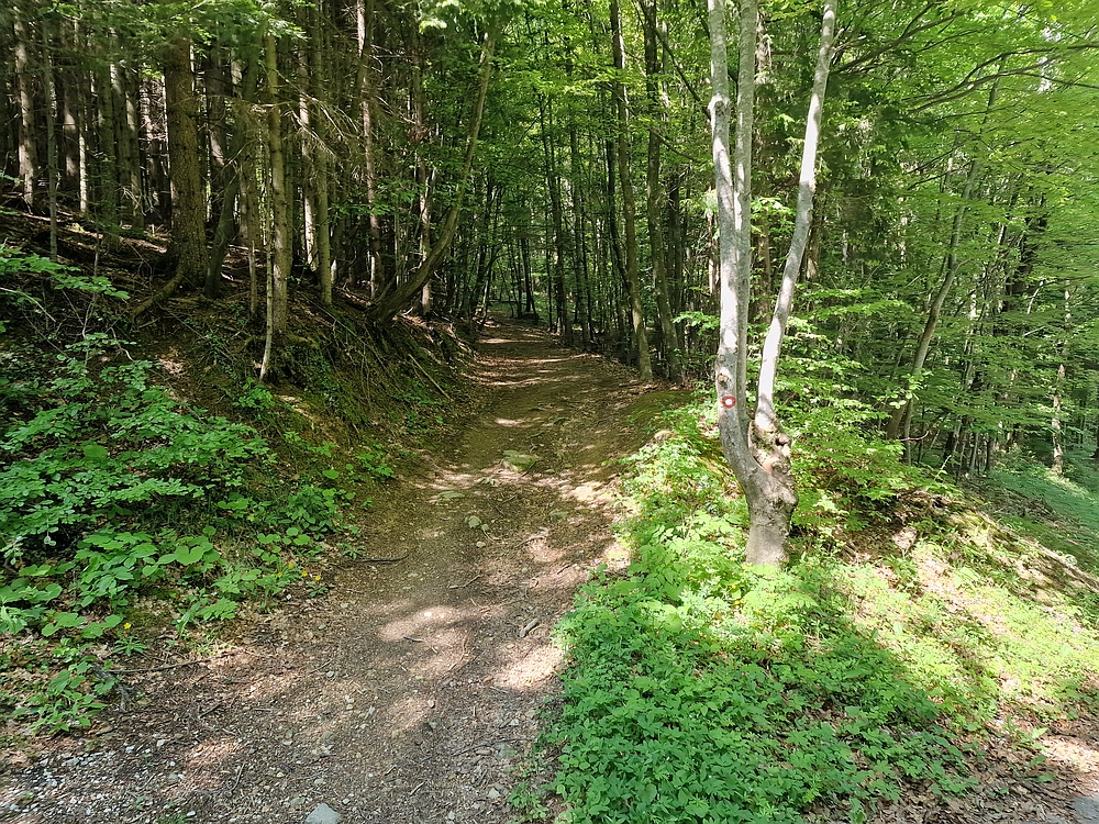 Slika je vidna v Google Chromu.