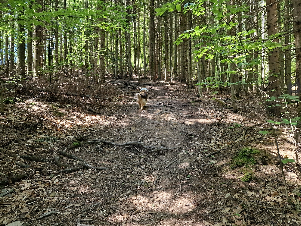 Slika je vidna v Google Chromu.