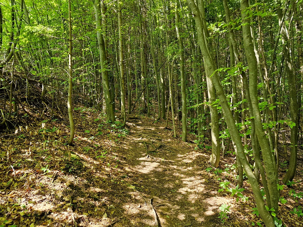 Slika je vidna v Google Chromu.