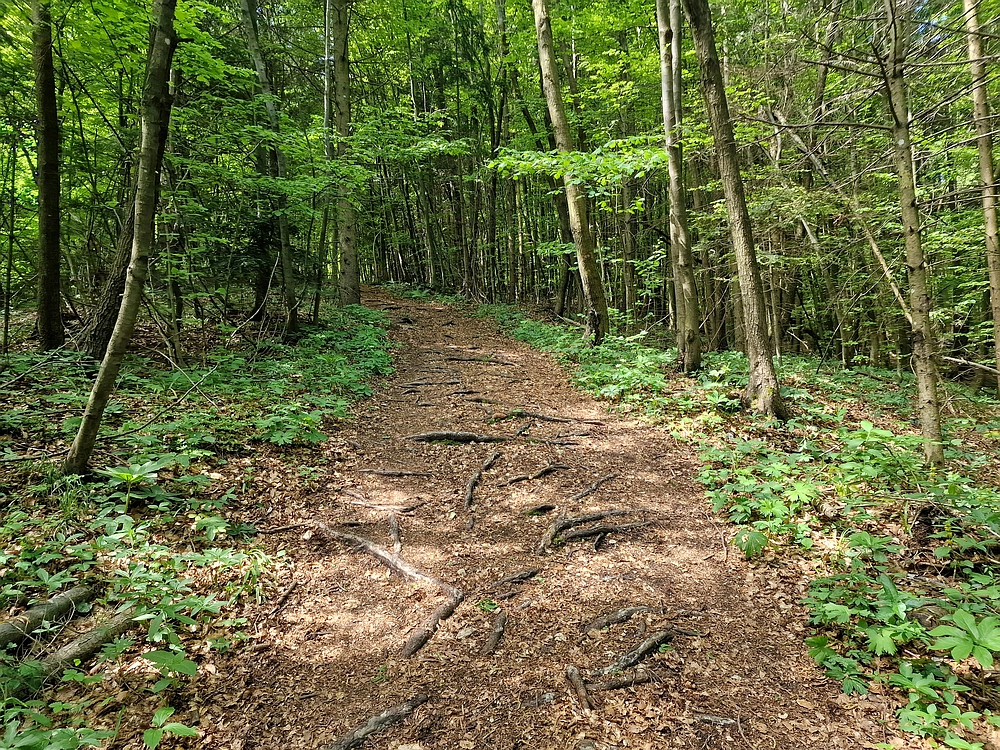 Slika je vidna v Google Chromu.