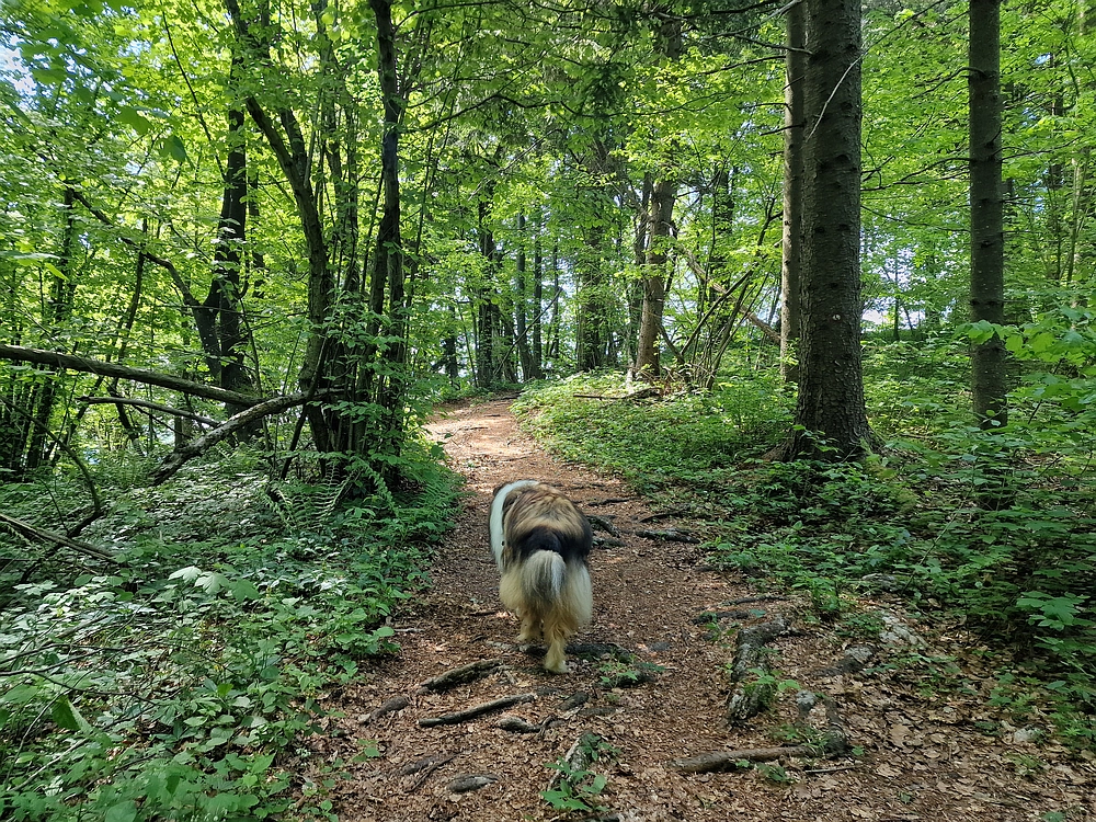 Slika je vidna v Google Chromu.