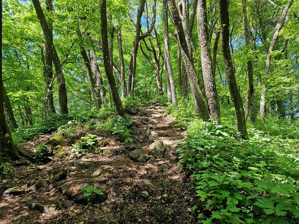 Slika je vidna v Google Chromu.