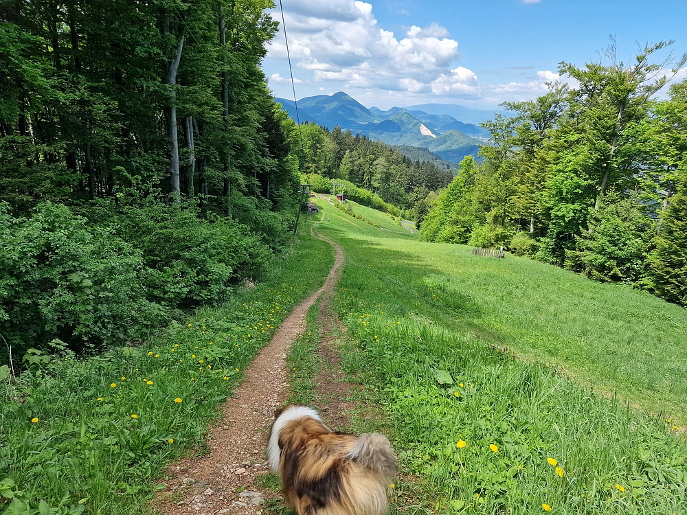 Slika je vidna v Google Chromu.