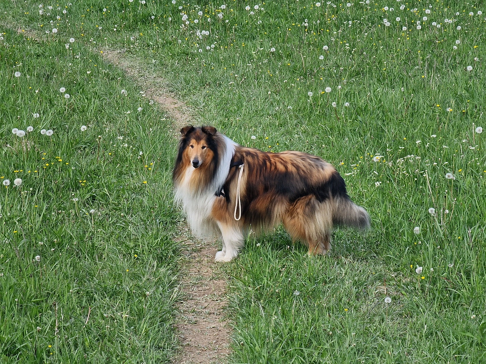 Slika je vidna v Google Chromu.