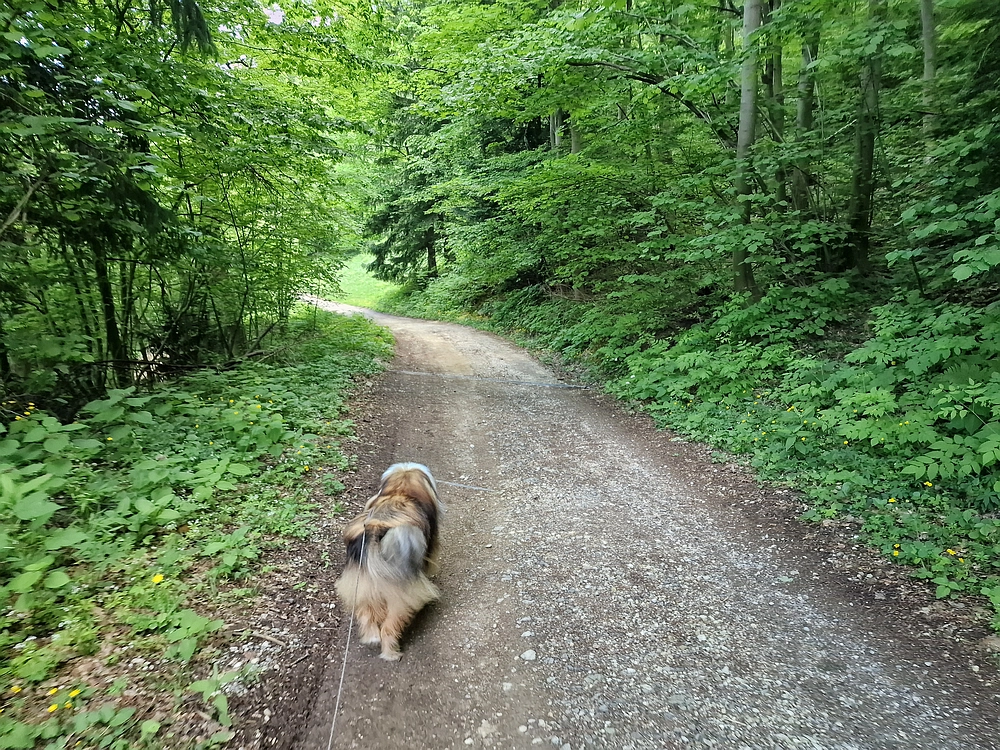 Slika je vidna v Google Chromu.