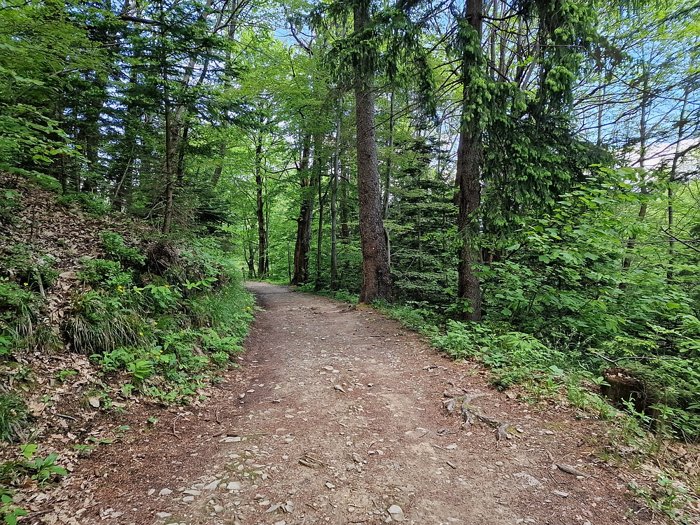 Slika je vidna v Google Chromu.