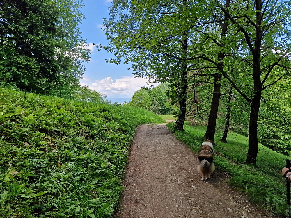 Slika je vidna v Google Chromu.