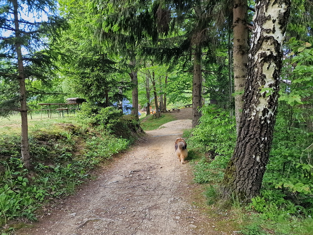 Slika je vidna v Google Chromu.