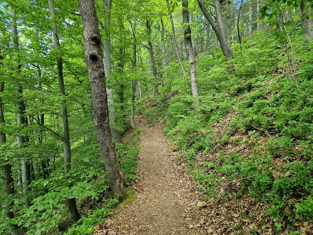 Slika je vidna v Google Chromu.