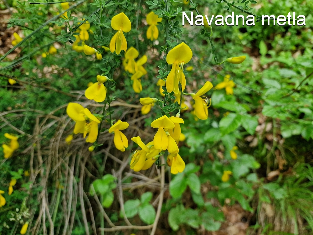 Slika je vidna v Google Chromu.