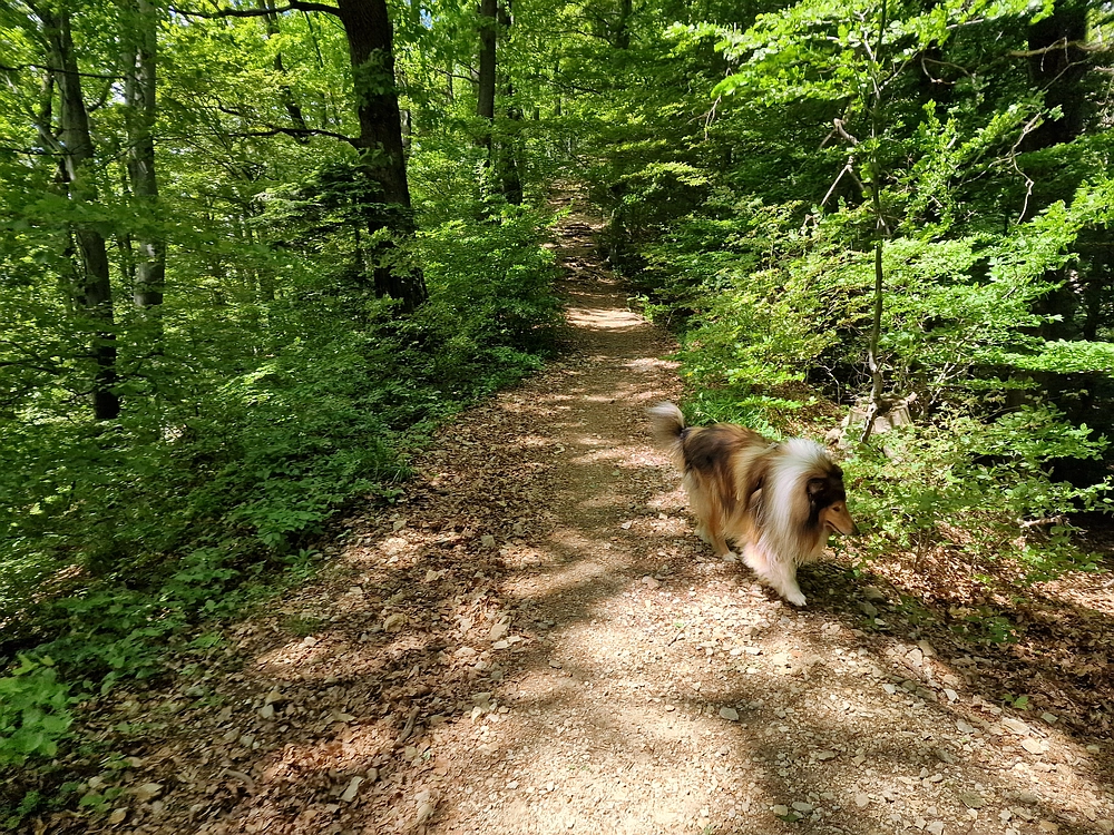 Slika je vidna v Google Chromu.