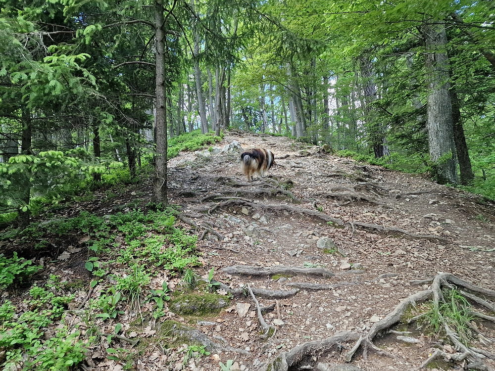 Slika je vidna v Google Chromu.