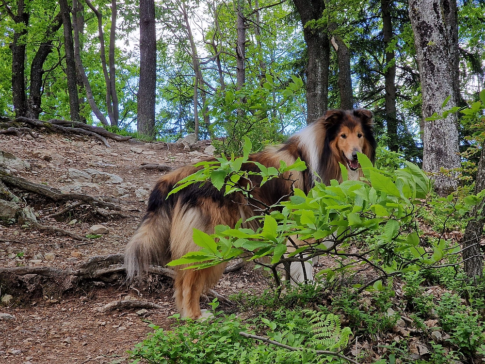 Slika je vidna v Google Chromu.