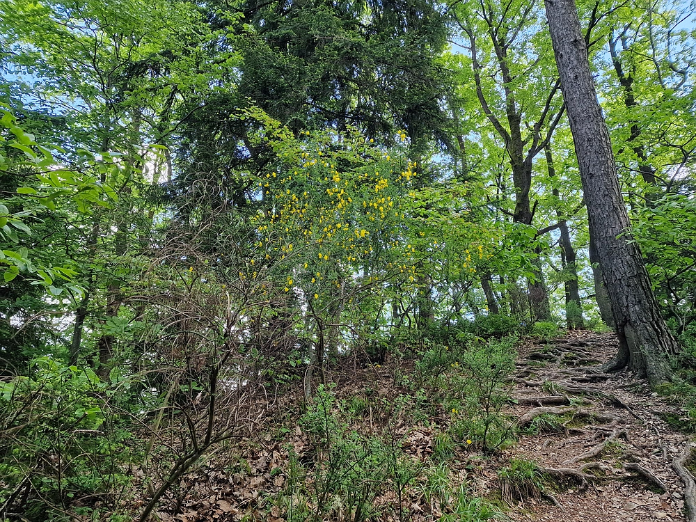 Slika je vidna v Google Chromu.