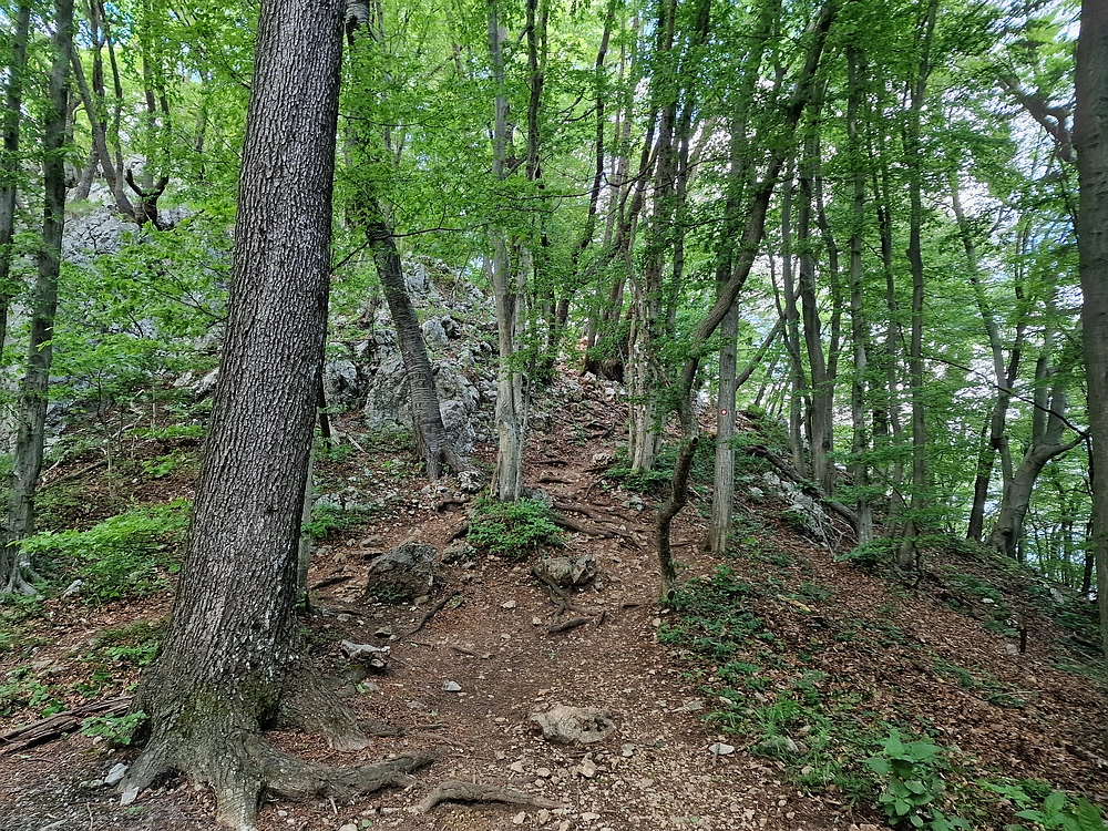 Slika je vidna v Google Chromu.