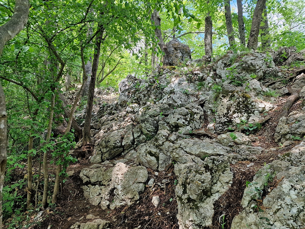 Slika je vidna v Google Chromu.